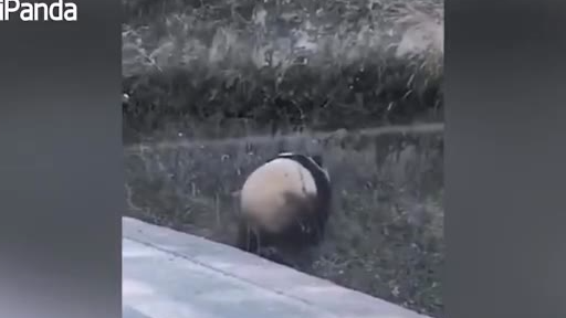 【每日一滚】又偶遇!宝兴县再次出现野生大熊猫